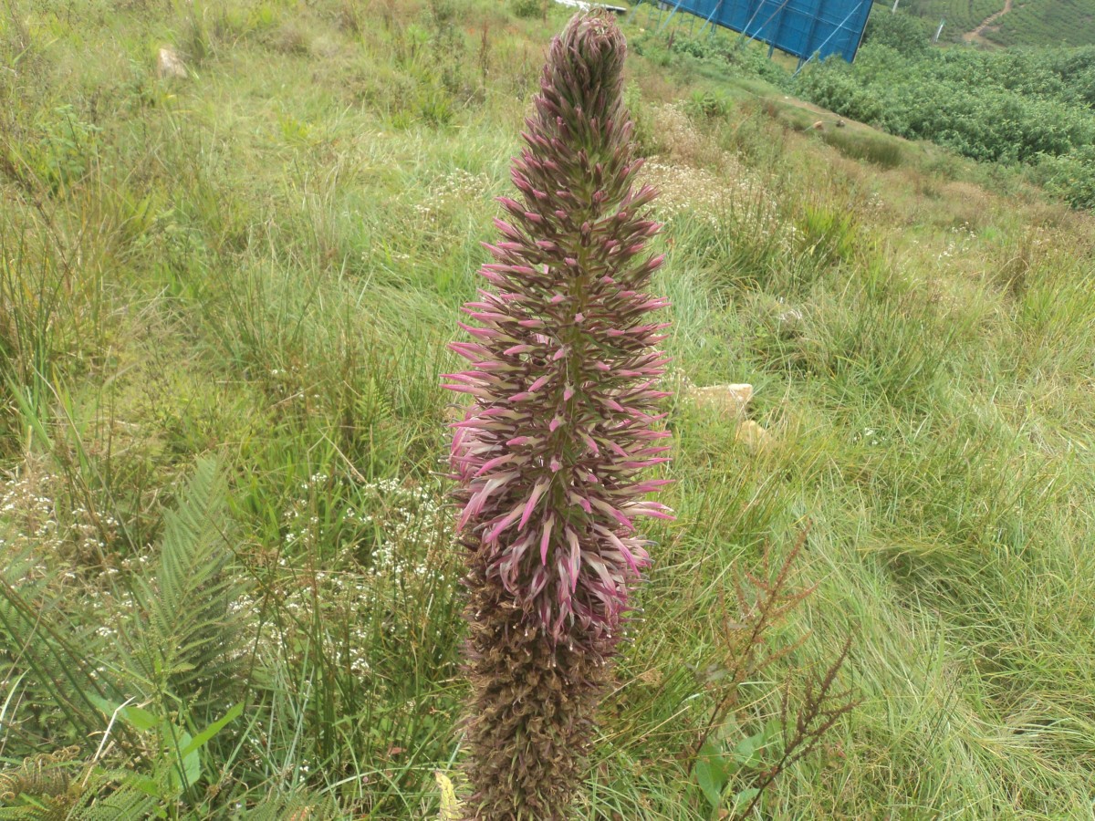 Campanulaceae